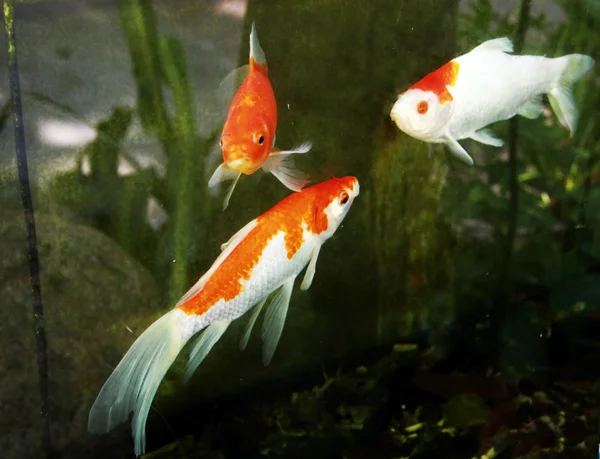 赤と白のエキゾチックな魚の水中 — ストック写真