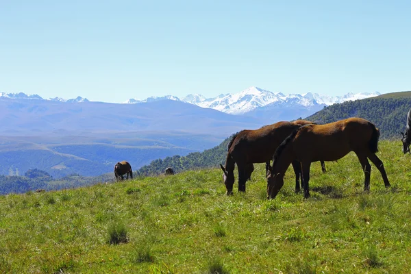 Horses on the summer autumn caucasus meadow — Stock Photo, Image