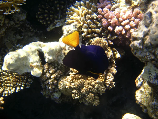 Tropikalny egzotyczne ryby w Morzu Czerwonym. Zebrasoma xanthurum — Zdjęcie stockowe