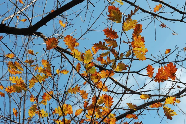 Herbst-Eichenblätter am Baum gegen blauen Himmel — Stockfoto