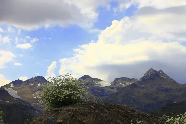 Paysage montagneux du Caucase et buisson de camomilles — Photo