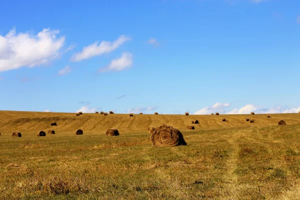 Straw roll bale on the field of farmland — Stock Photo, Image