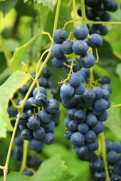 Um grupo de uvas pretas pronto para a vindima — Fotografia de Stock