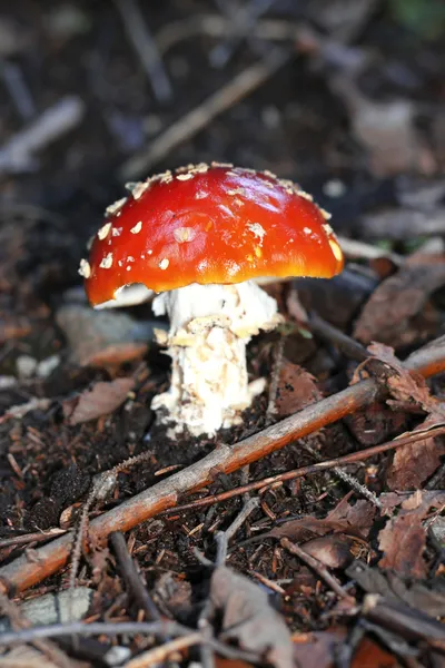 Red Poisoned Mushroom Growing In The Summer Forest — Stock Photo, Image