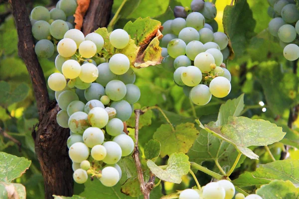 Białe winogrono kilka gotowe do zbioru — Zdjęcie stockowe