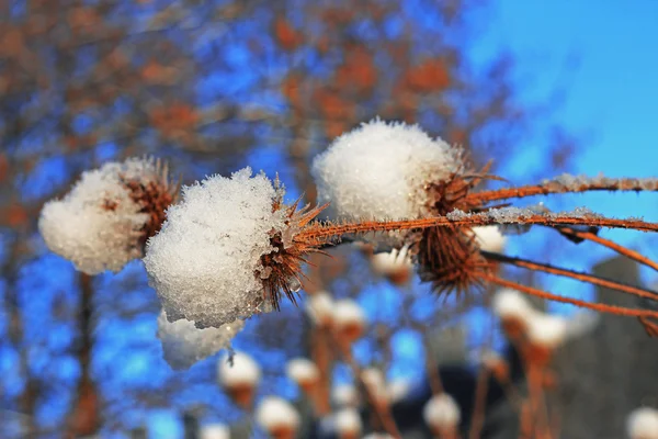 Flower with a pins under the snow against blue sky — Stock Photo, Image
