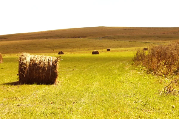 Straw roll bale on the field of farmland — Stock Photo, Image