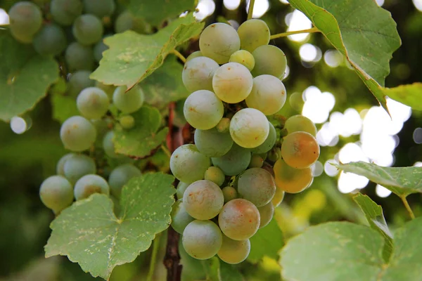 Um grupo de uvas brancas pronto para a vindima — Fotografia de Stock