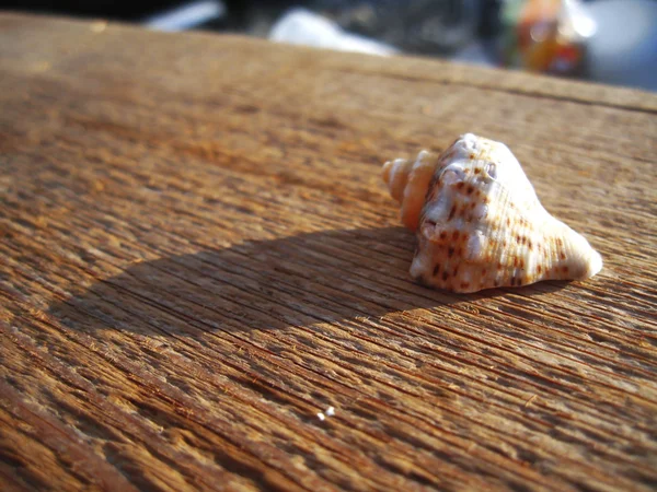 Shell deitado sobre a madeira no pôr do sol — Fotografia de Stock