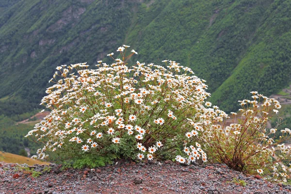 Paysage montagneux du Caucase et buisson de camomilles — Photo