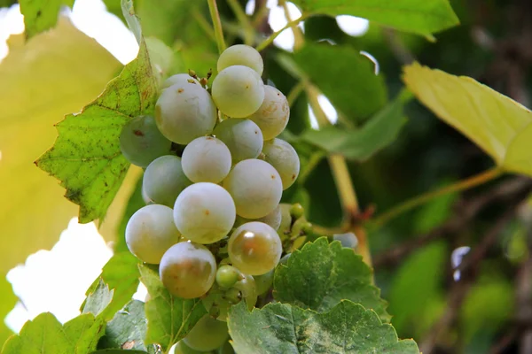 Un racimo de uva blanca listo para la cosecha —  Fotos de Stock