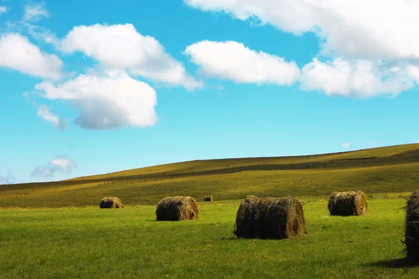 Straw roll bale on the field of farmland — Stock Photo, Image