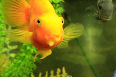 tropikal egzotik balık suyun altında alt