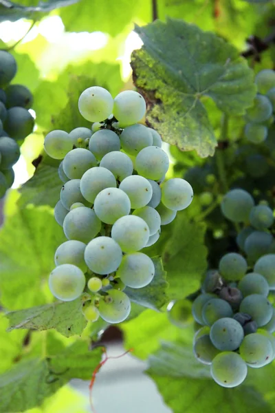 Um grupo de uvas brancas pronto para a vindima — Fotografia de Stock