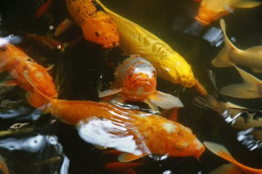 Kırmızı ve beyaz egzotik su altında balık