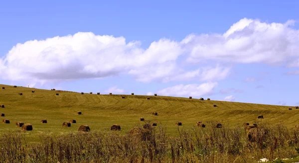 Sláma roll žok na poli zemědělské půdy — Stock fotografie