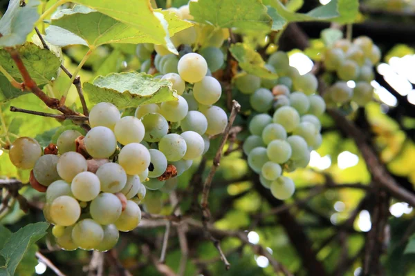 Egy fehér szőlő csomó kész betakarításra — Stock Fotó