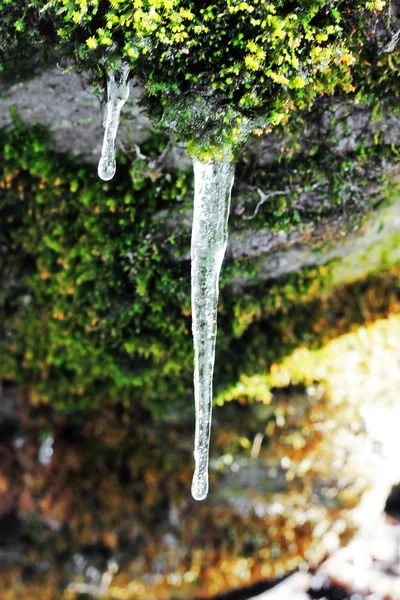 Ghiaccioli congelati appesi alla pietra nella foresta — Foto Stock