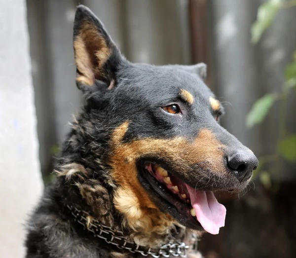 Porträt eines erwachsenen Hundes, der im Hinterhof sitzt — Stockfoto