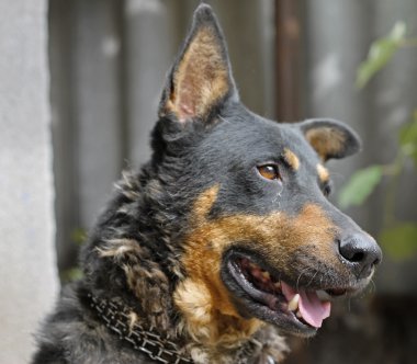 arka bahçesinde üzerinde oturan olgun köpeğin portresi