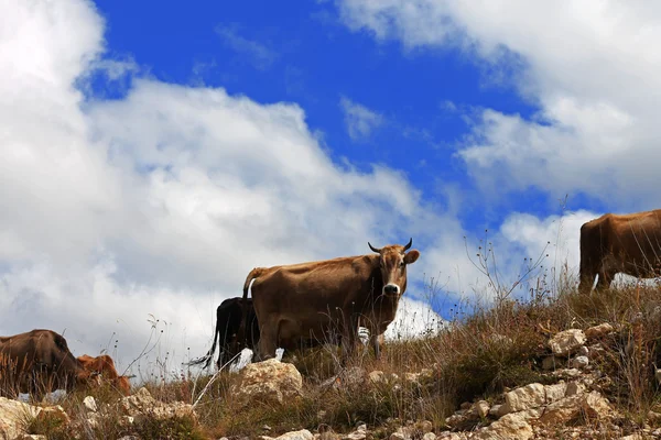 Много коров на кавказских горных лугах — стоковое фото