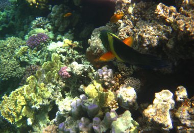 Kızıldeniz tropikal egzotik balık. cheilinus lunulatus