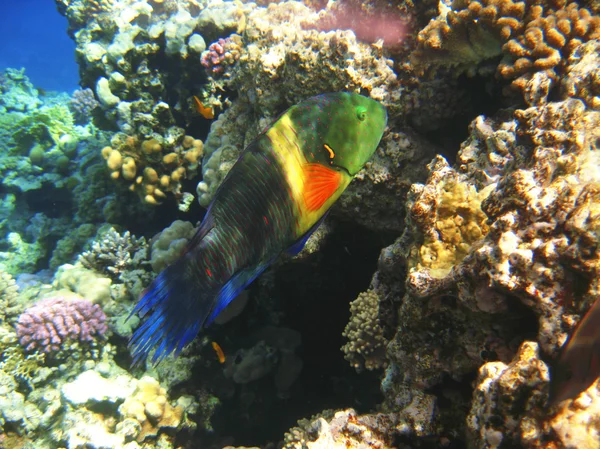 Kızıldeniz tropikal egzotik balık. cheilinus lunulatus — Stok fotoğraf