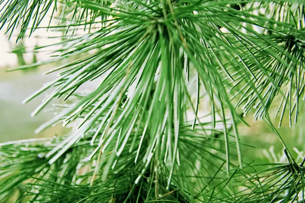 Nieve tendida en los pines verdes del árbol de Navidad —  Fotos de Stock