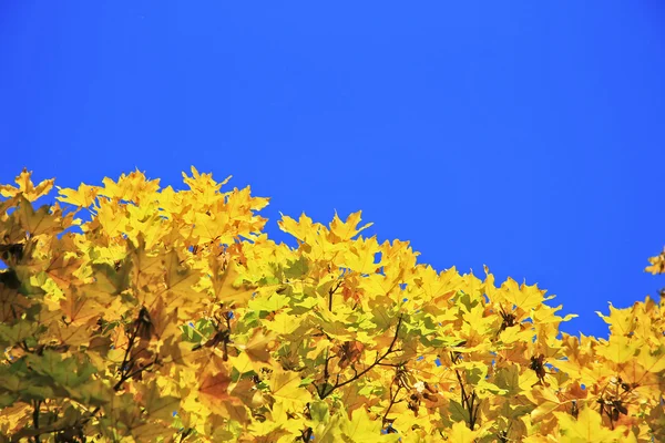 Žlutá acer listy jasně modré obloze — Stock fotografie