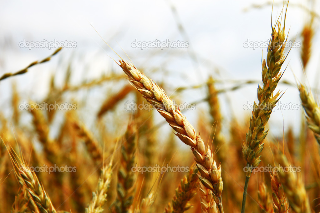 Golden ears on the summer field before harvest