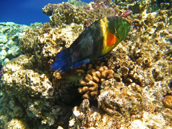 Kızıldeniz tropikal egzotik balık. cheilinus lunulatus — Stok fotoğraf