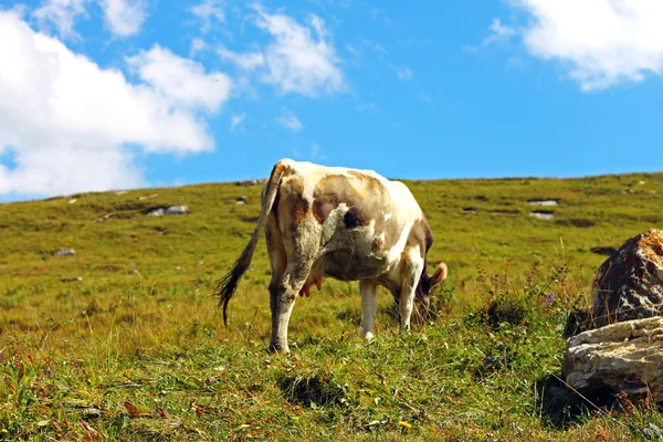 Mucca solitaria sulla prateria montuosa del Caucaso — Foto Stock