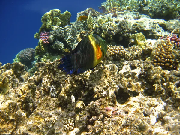 Peces tropicales exóticos en el Mar Rojo. Cheilinus lunulatus — Foto de Stock