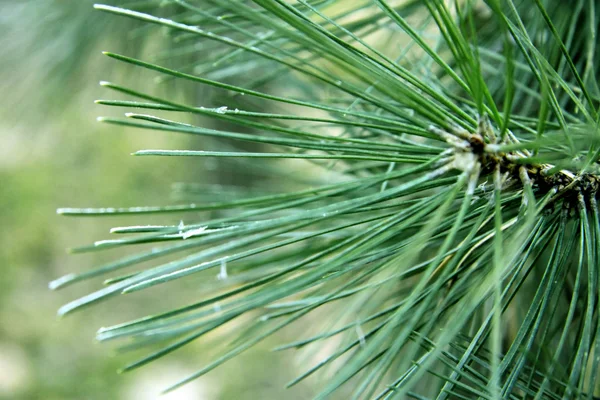 Nieve tendida en los pines verdes del árbol de Navidad —  Fotos de Stock