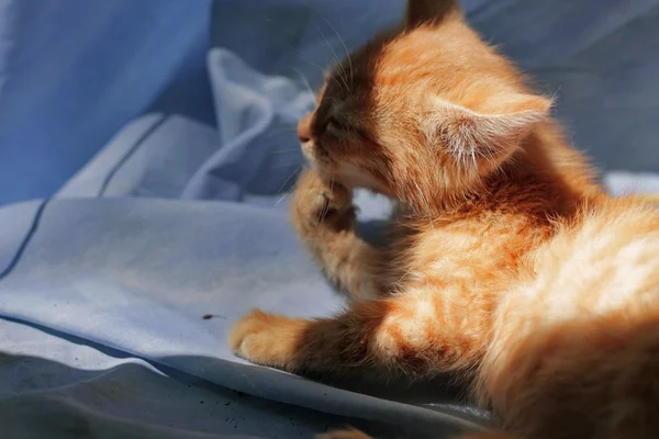 Κόκκινο γατάκι ωοτοκίας και γλείφοντας το πόδι της — Φωτογραφία Αρχείου