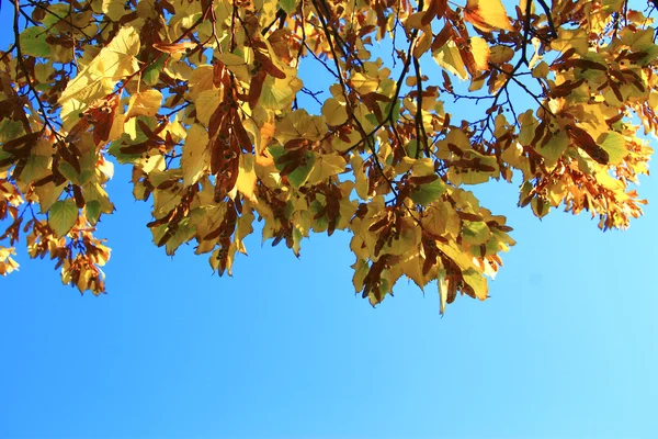 Gele Herfstbladeren op de takken tegen blauwe hemel — Stockfoto
