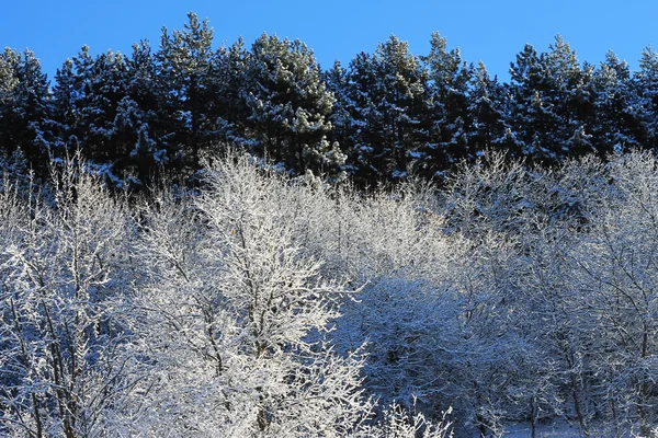 Trees covered with hoarfrost and snow in mountains — Stock Photo, Image