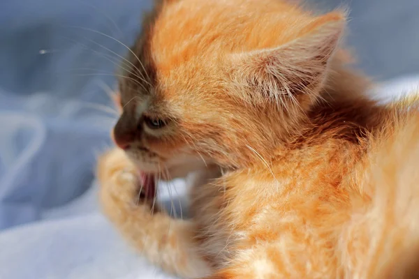 Kırmızı kedi yavrusu döşeme ve onun pençe yalama — Stok fotoğraf