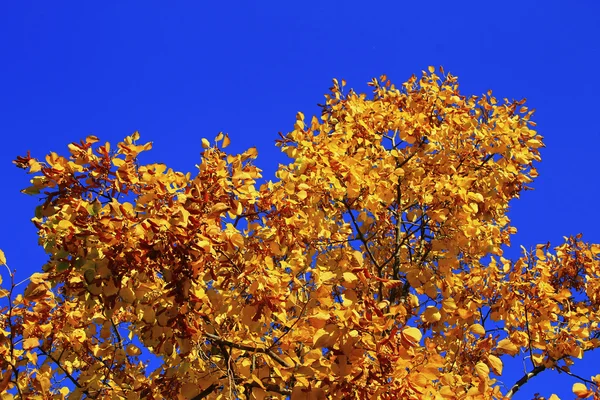 Folhas de outono amarelas nos ramos contra o céu azul — Fotografia de Stock