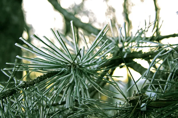Groene pinnen op de tak van een kerstboom — Stockfoto