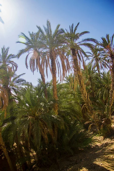 Palmera Datilera Con Frutas Datileras Contra Cielo Azul Claro Oasis —  Fotos de Stock