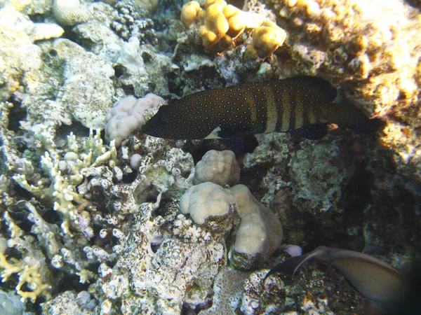 Tropical Exotic Fish Cephalopholis Argus Moving Reef Underwater Red Sea — Foto de Stock