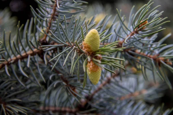 Pine Tree Small Green Cones Green Needles Closeup Forest — Stock Photo, Image