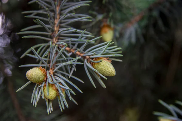 Blaue Kiefer Mit Kleinen Grünen Zapfen Und Grünen Nadeln Großaufnahme — Stockfoto