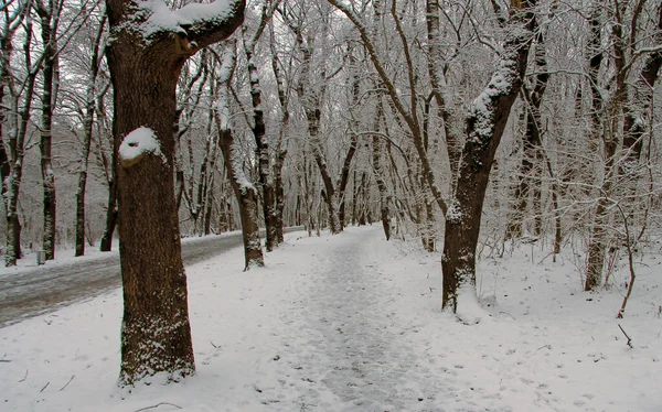 Lege Besneeuwde Winterweg Bomen Het Winterpark Buiten — Stockfoto