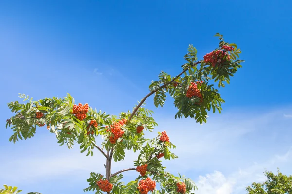 Rowanberry sob o céu azul — Fotografia de Stock