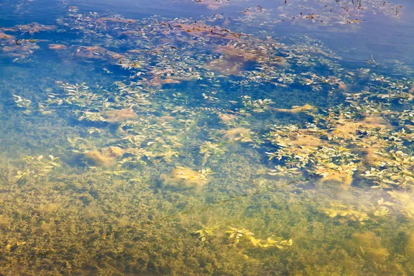 Étang envahi par les mauvaises herbes — Photo