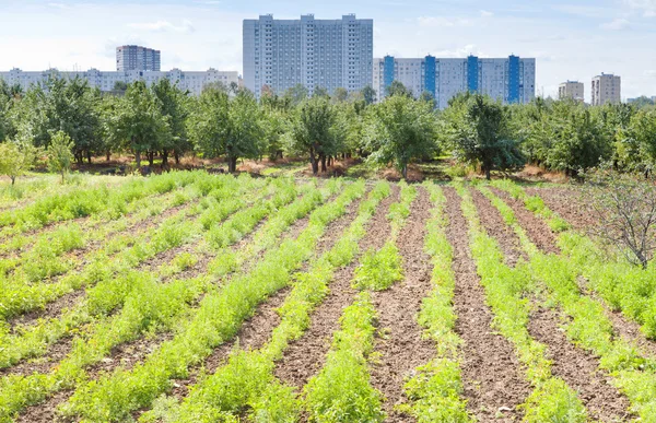 Seedbeds in urban garden — Stock Photo, Image