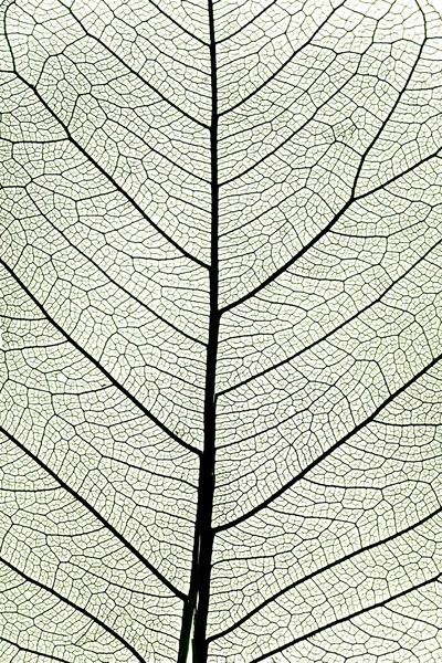 Hoja de árbol de cerca — Foto de Stock