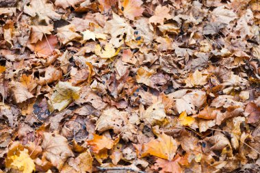 Brown red orange maple leaf litter clipart